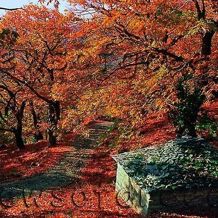 Traditional Mansion Calliopec-uvc Sterilized *